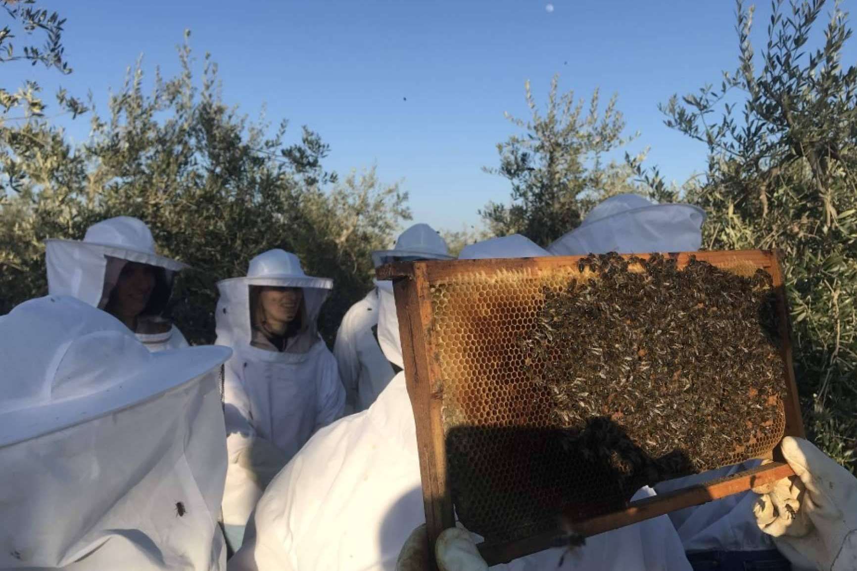 ¿En qué consiste la polinización de las abejas?, con Cursos Apicultura