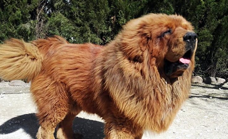 Mascotas de oro, así son los perros más caros del mundo
