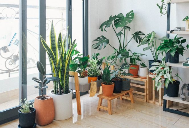 plantas