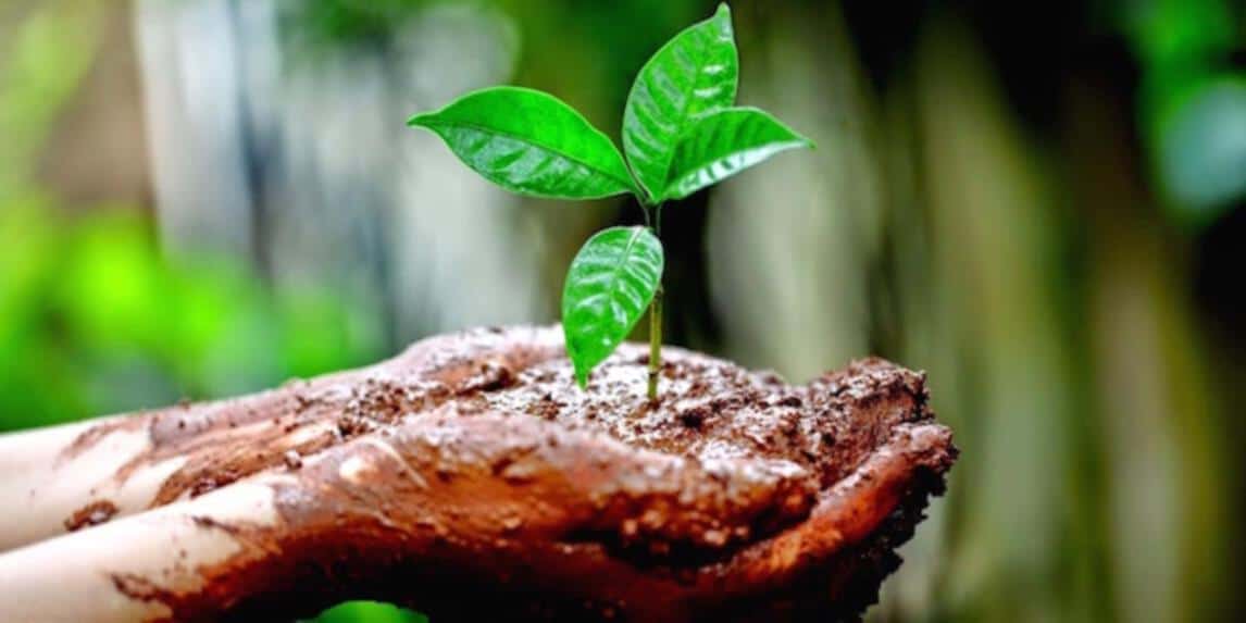 Biodiversidad en peligro: 6 claves para proteger y restaurar nuestro patrimonio natural