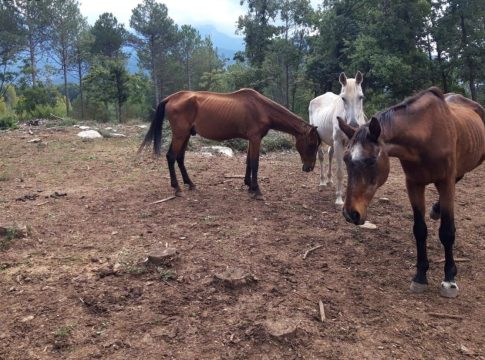 La AN juzga desde este martes a la trama que introducía en el mercado carne de caballo no apta para consumo humanoLa AN juzga desde este martes a la trama que introducía en el mercado carne de caballo no apta para consumo humano