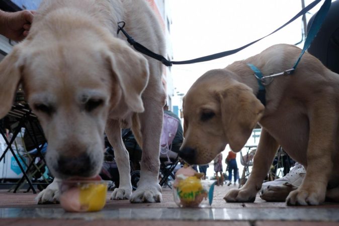 Deliciosos helados para perros