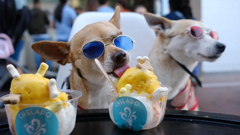 Ya los perros tienen dónde ir a disfrutar de un rico postre