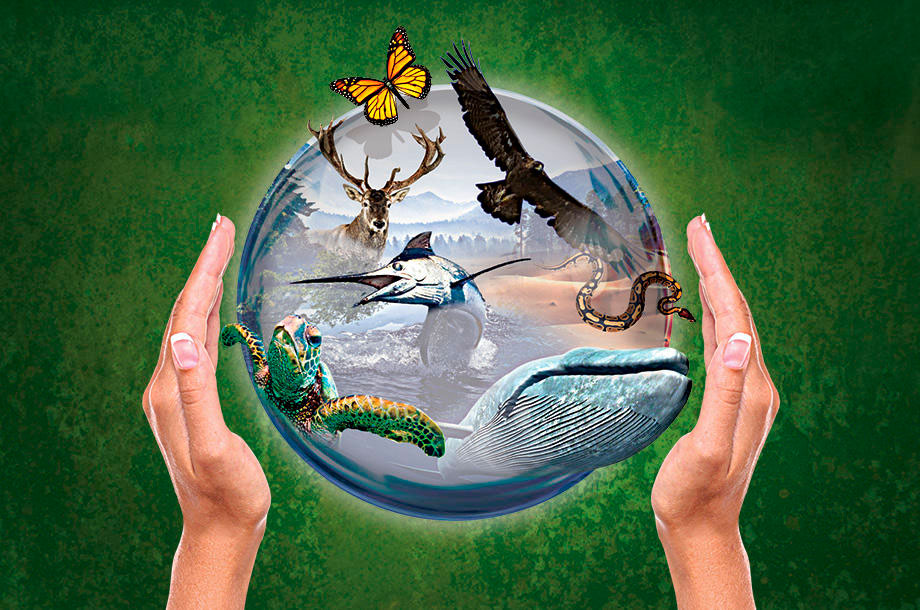 Recursos marinos: cómo proteger los ecosistemas y su biodiversidad