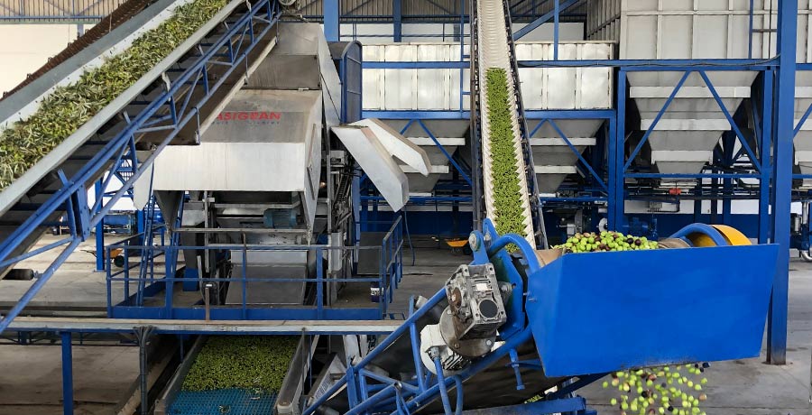 Las cooperativas encuentran el sustituto del aceite