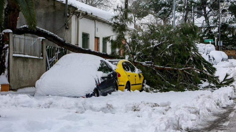 danos nieve Merca2.es