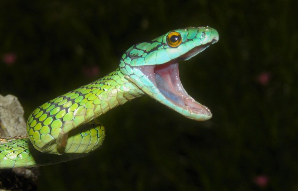 Estas son mascotas prohibidas con la nueva Ley de Bienestar Animal ¿Qué hacer si ya tienes una en casa?