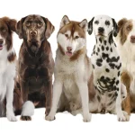 Laura, veterinaria: «Hay determinados tipos de cáncer que se ha visto que los perros son capaces de detectar»