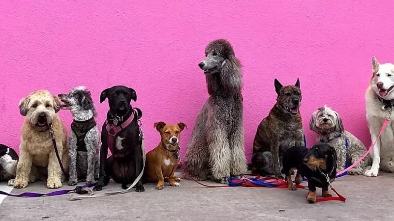 Hay que ser muy empáticos con nuestros amiguitos peludos