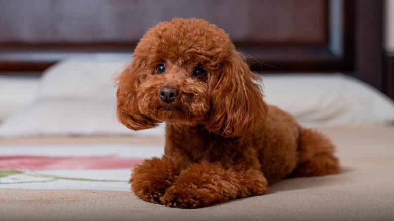 Caniche