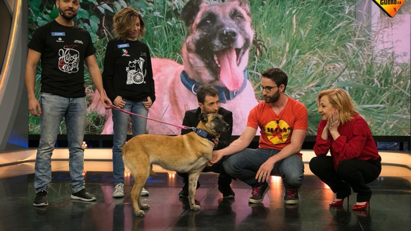 Dani Rovira llega a RTVE con un programa nuevo sobre mascotas 44 Merca2.es 'Amores Perros' en El Hormiguero