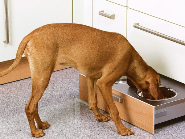 Debemos asegurarle a nuestro perro una vida sana y feliz