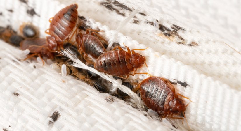 chinchesweb Merca2.es