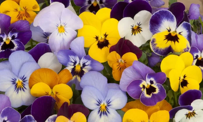 pensamientos-flores-t.jpg PLANTA DEL PENSAMIENTO LIDL