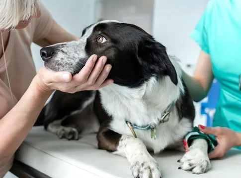 perro-veterinario-12