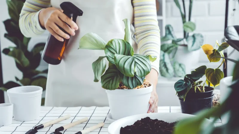 Estos son los usos más sorprendentes que puedes darle a una pastilla de jabón: sirve para todo 58 Merca2.es plantas Merca2.es