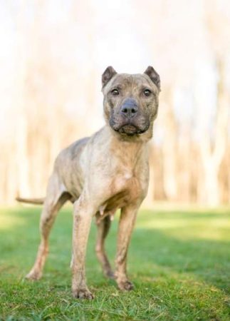 2. Presa Canario, una de las razas españolas autóctonas de perros