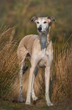 11. Galgo Español