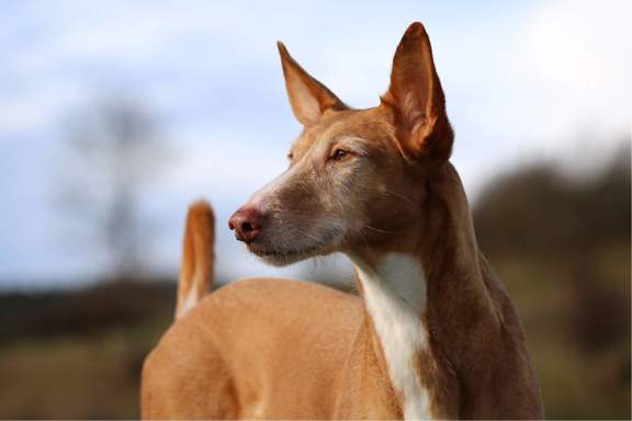 10. Podenco