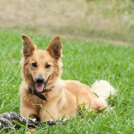 5. Perro Pastor Vasco