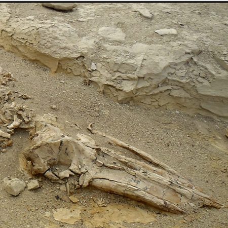 Visita el Museo Nacional de Ciencias Naturales