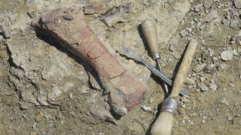 El tamaño de los restos óseos