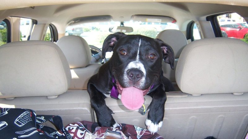 La multa por transportar mal a tu perro en el coche puede ser astronómica