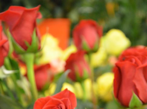MERCAT DE LA FLOR Y PLANTA ORNAMENTAL DE CATALUNYA MERCAT DE LA FLOR Y PLANTA ORNAMENTAL DE CATALUNYA