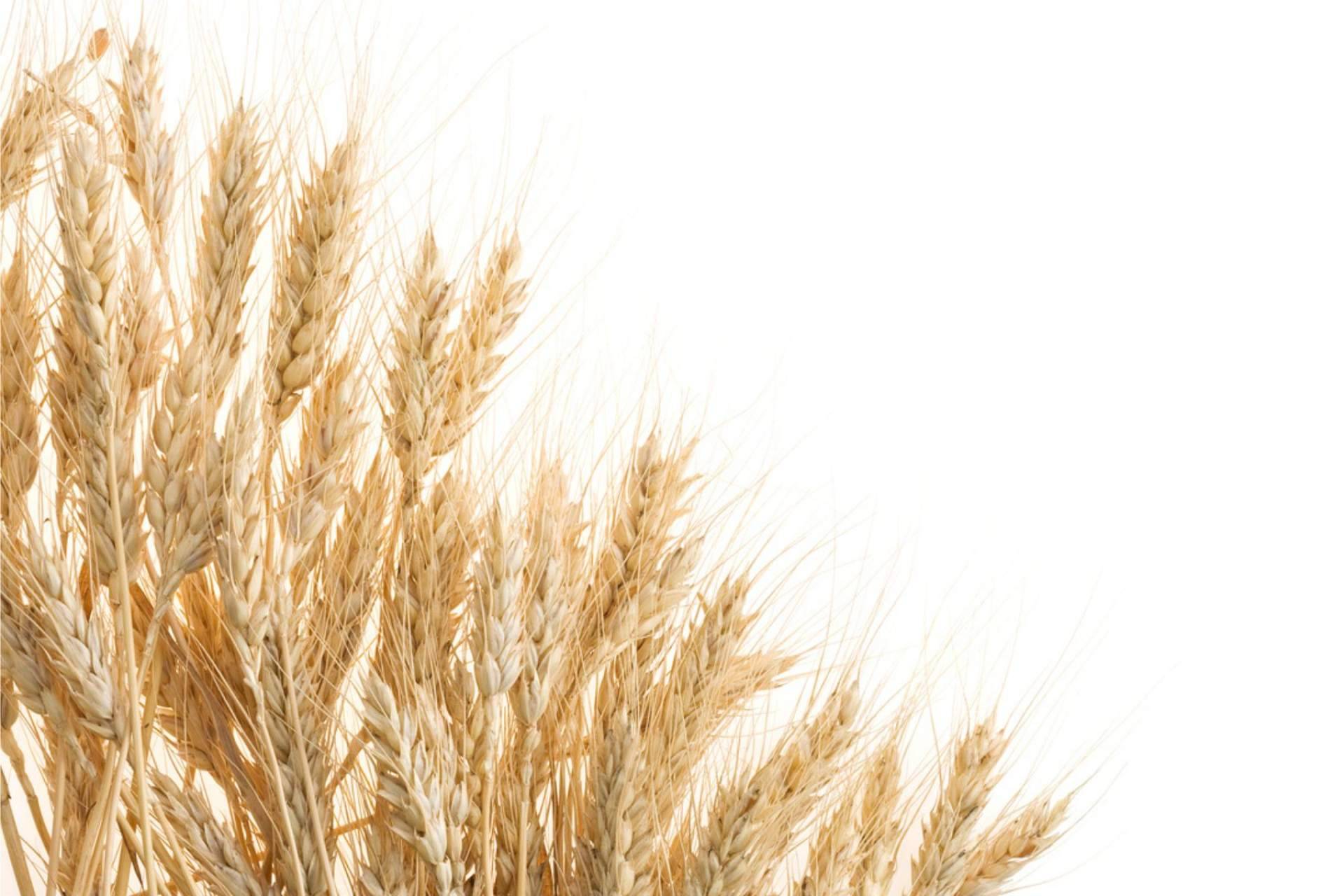 La harina de avena de sabores que ofrece FITstore