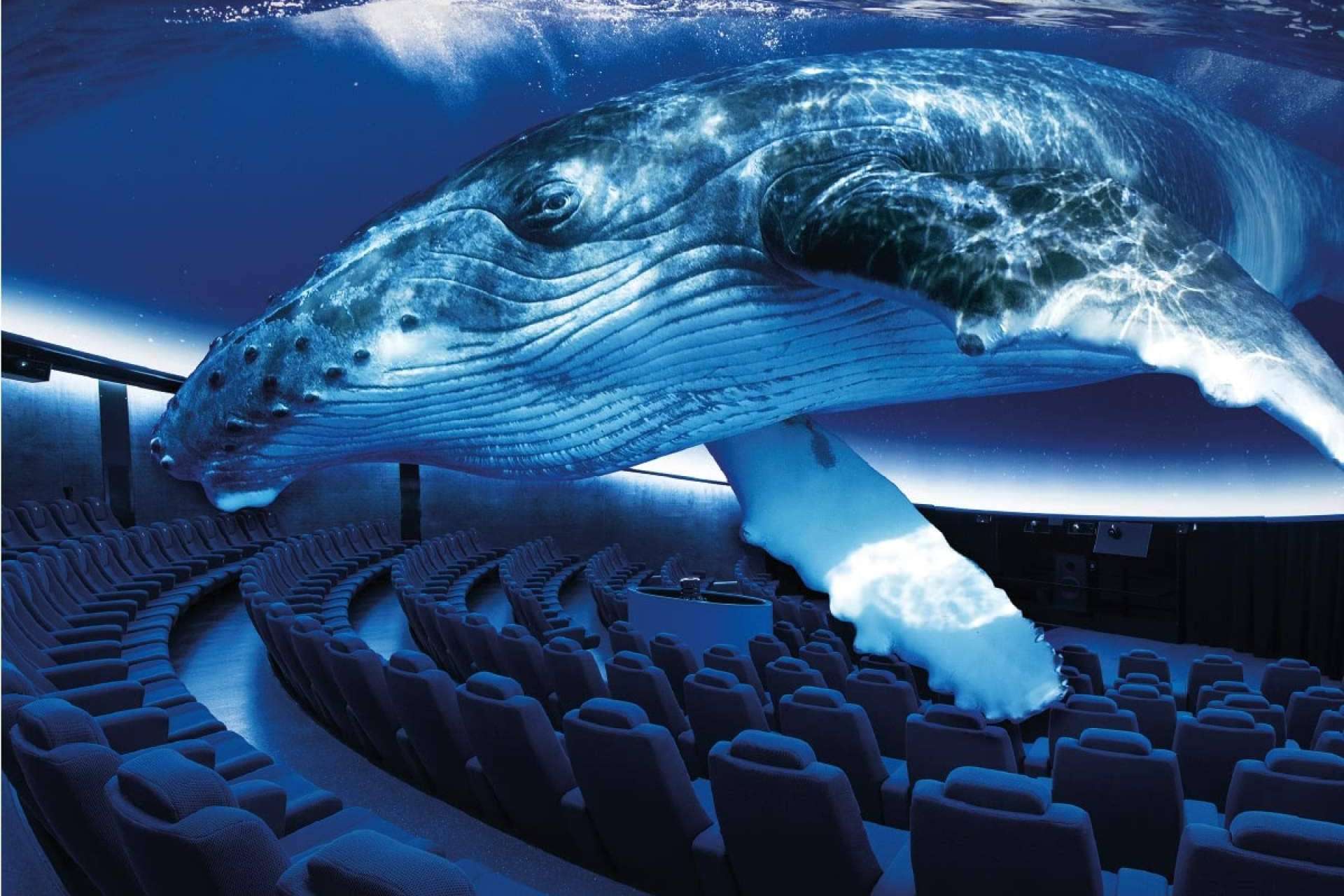 Experiencias únicas y actividades que no pueden faltar en una visita a Palma Aquarium