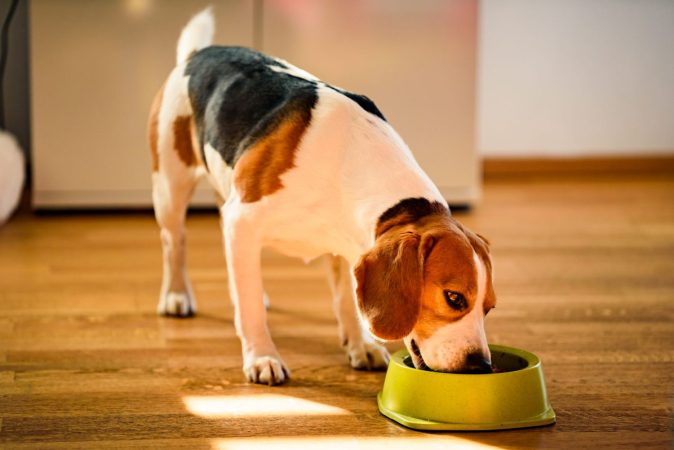 perro comiendo Merca2