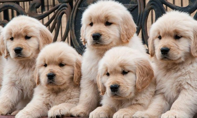 Si no le gusta el pienso, toma nota de las mejores comidas caseras para perros 10 Merca2.es perros 5 Merca2.es