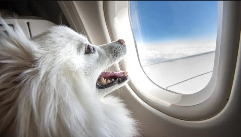 Ya sabes qué compañía aérea elegir si viajas con tu mascota