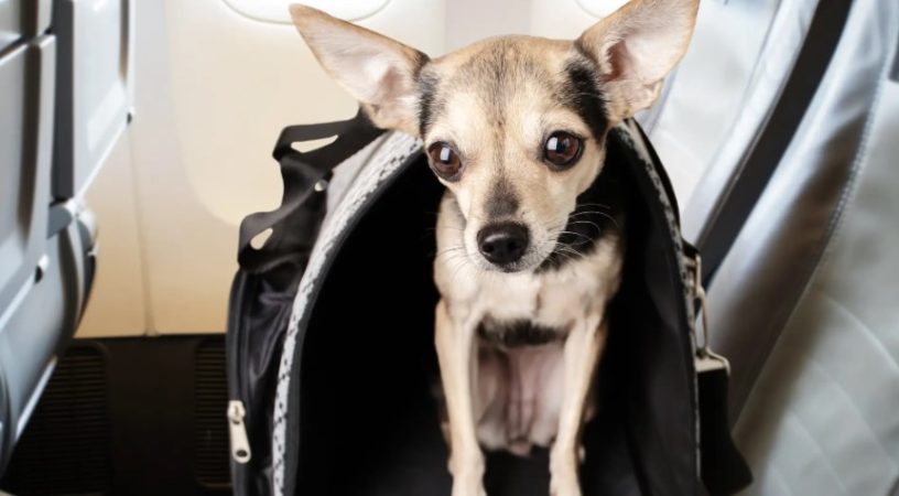 Lo que nos ha comunicado la compañía aérea