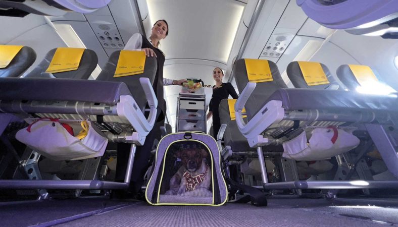 Si la compañía aérea te permite viajar con tu perro en la cabina, los snacks están asegurados