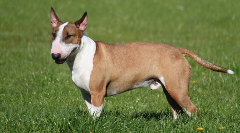 Otras razas de perro que se pueden ver afectadas por el frío