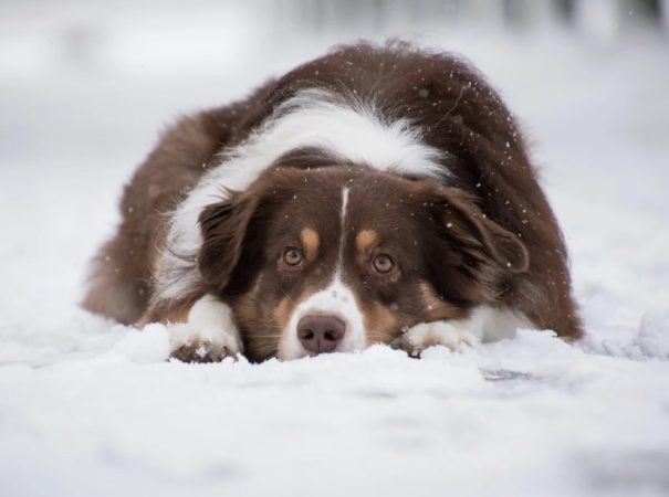Veamos cuáles son las razas de perro que no se las llevan bien con el frío