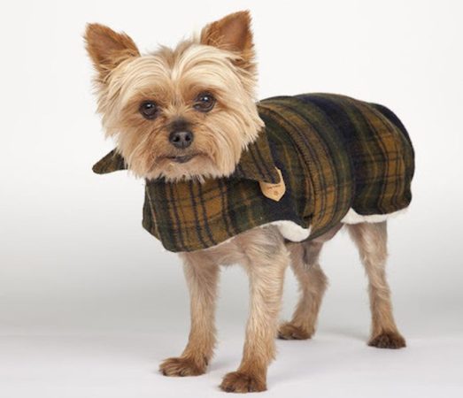 Los cambios de temperatura no ayudan a estas razas de perro