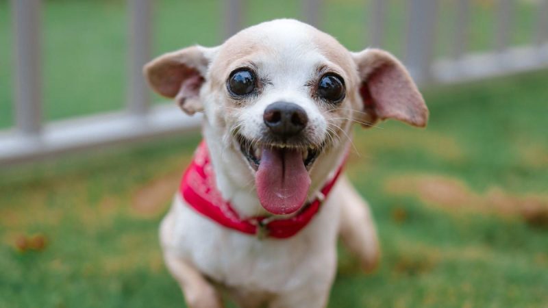 Una cuestión de pelaje