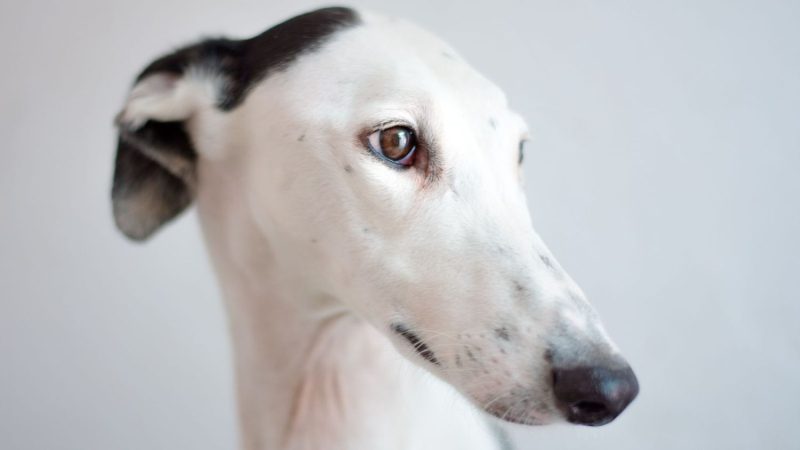 Los galgos, una de las razas de perro vulnerable al frío