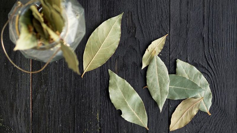 ¿Dónde colocar hojas de laurel para la buena suerte en 2024? Descubre los secretos del Feng Shui