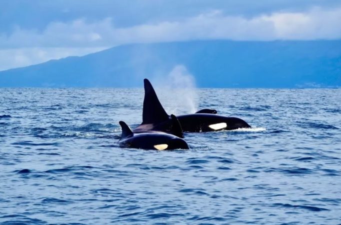 Se ven todo el año, pero en primavera e invierno es cuando se aprecian mejor