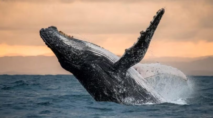 No hay un espectáculo mejor que ver ballenas y delfines en su hábitat natural