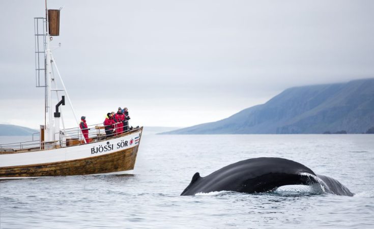 No hay otro lugar para ver ballenas y delfines como Santiago del Teide