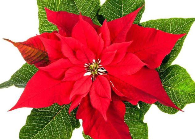 poinsettias Merca2.es