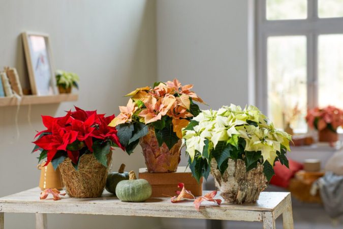 poinsettias colores 1024x683 1 Merca2.es