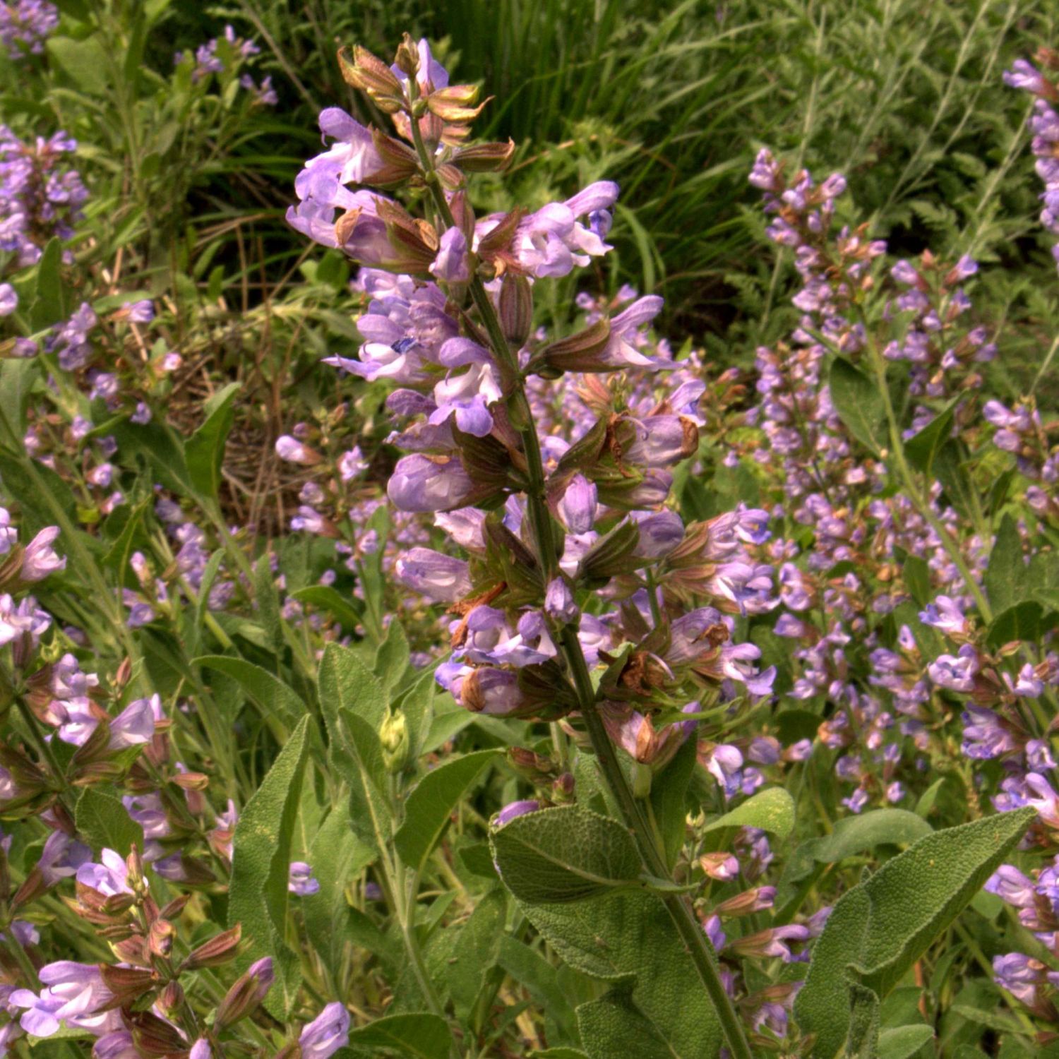 Estas son las muchas propiedades que tiene la infusión de salvia 3 Merca2.es INFLUENCIA SOBRE EL BALANCE EMOCIONAL Y EL SUEÑO