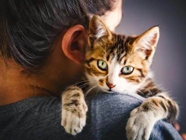 ¿Con quien prefieren los gatos establecer vinculos con los hombres o las mujeres La ciencia responde 2 Merca2.es