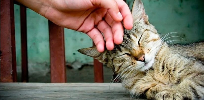 ¿Con quien prefieren los gatos establecer vinculos con los hombres o las mujeres La ciencia responde 7 Merca2.es