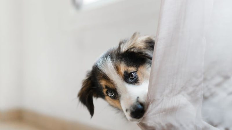 Estas son las palabras que segun la ciencia entienden perfectamente los perros 11 Merca2